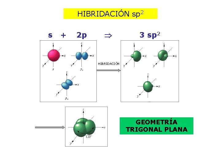 HIBRIDACIÓN sp 2 s + 2 p 3 sp 2 HIBRIDACIÓN GEOMETRÍA TRIGONAL PLANA