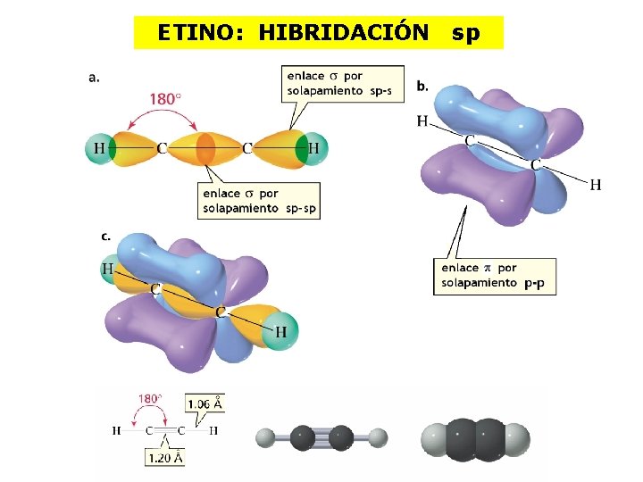 ETINO: HIBRIDACIÓN sp 