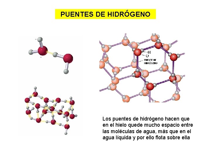 PUENTES DE HIDRÓGENO Los puentes de hidrógeno hacen que en el hielo quede mucho