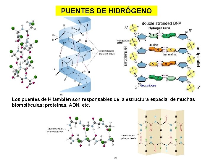 PUENTES DE HIDRÓGENO Los puentes de H también son responsables de la estructura espacial