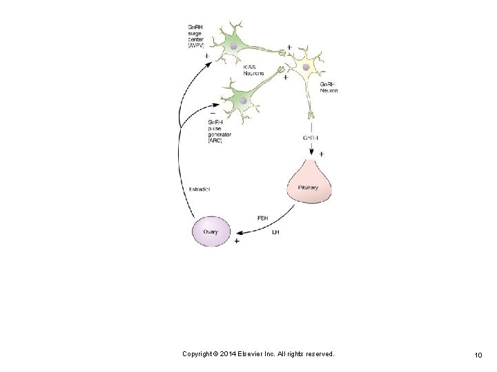 Copyright © 2014 Elsevier Inc. All rights reserved. 10 