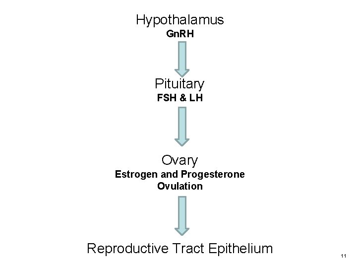 Hypothalamus Gn. RH Pituitary FSH & LH Ovary Estrogen and Progesterone Ovulation Reproductive Tract