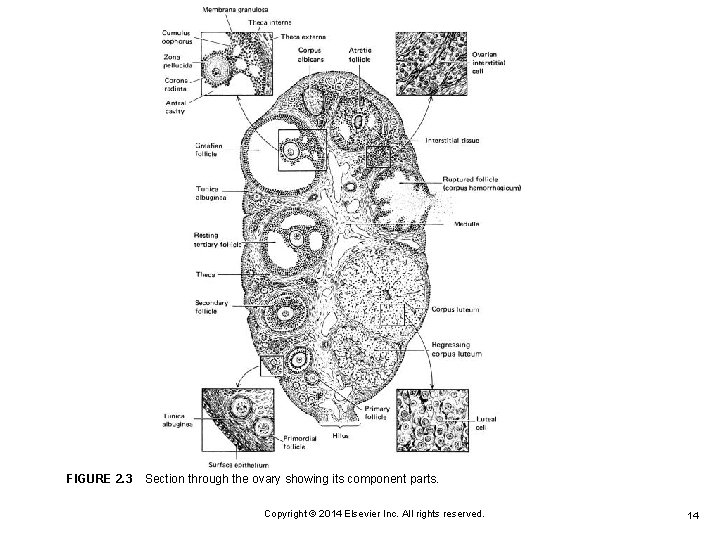 FIGURE 2. 3 Section through the ovary showing its component parts. Copyright © 2014 Elsevier