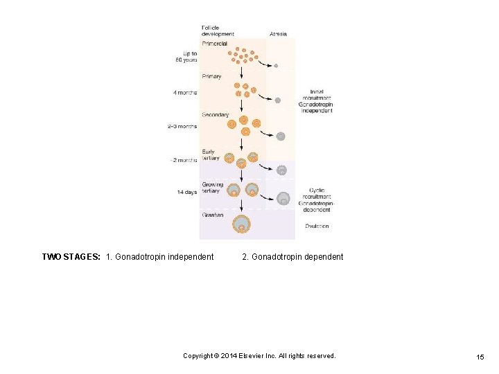 TWO STAGES: 1. Gonadotropin independent 2. Gonadotropin dependent Copyright © 2014 Elsevier Inc. All