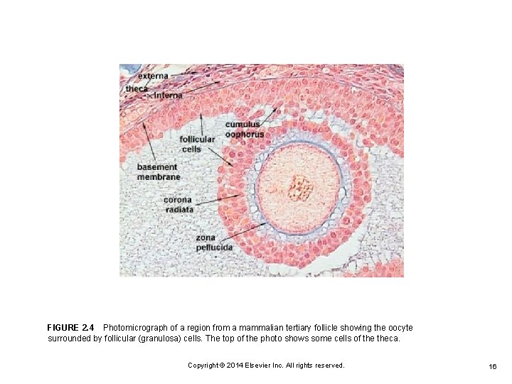 FIGURE 2. 4 Photomicrograph of a region from a mammalian tertiary follicle showing the oocyte