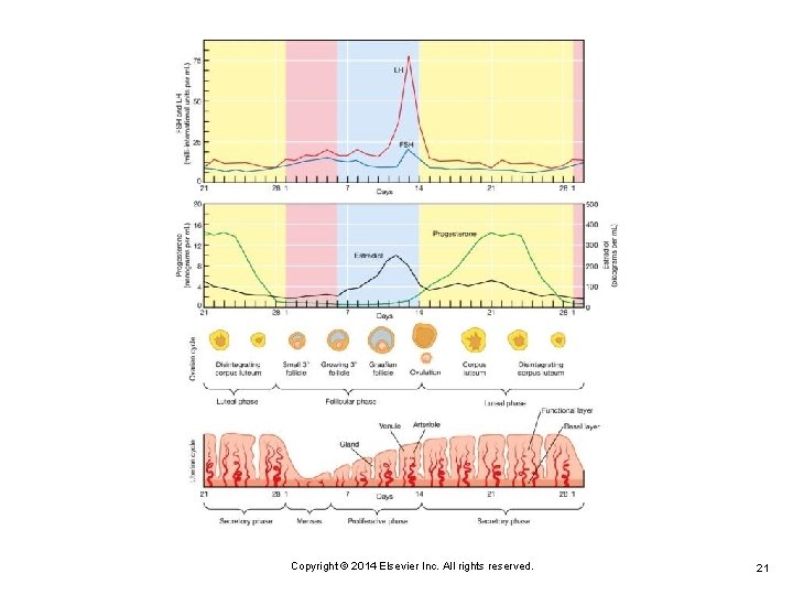 Copyright © 2014 Elsevier Inc. All rights reserved. 21 