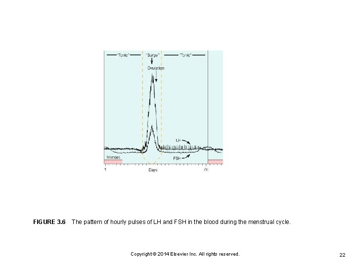 FIGURE 3. 6 The pattern of hourly pulses of LH and FSH in the blood
