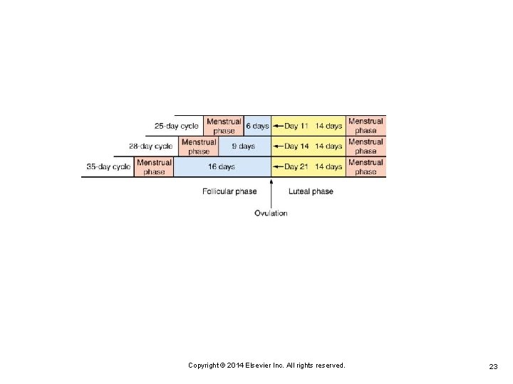 Copyright © 2014 Elsevier Inc. All rights reserved. 23 