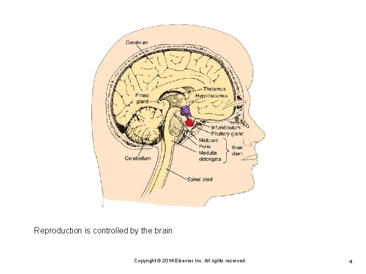 Reproduction is controlled by the brain Copyright © 2014 Elsevier Inc. All rights reserved.