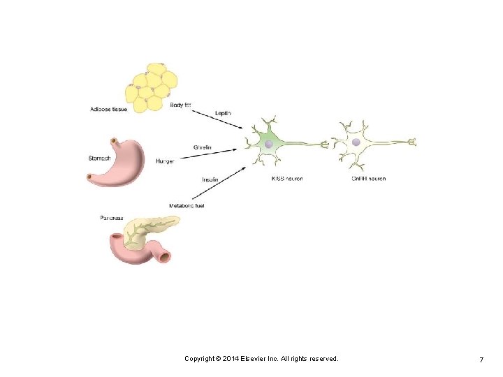 Copyright © 2014 Elsevier Inc. All rights reserved. 7 
