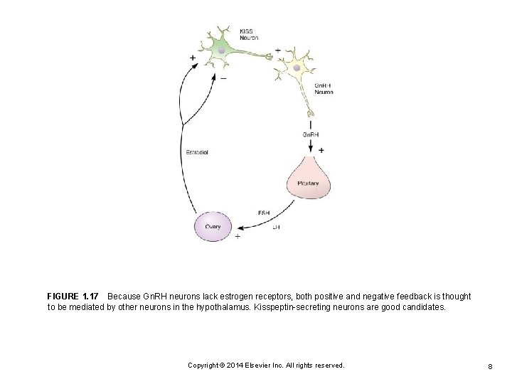 FIGURE 1. 17 Because Gn. RH neurons lack estrogen receptors, both positive and negative feedback