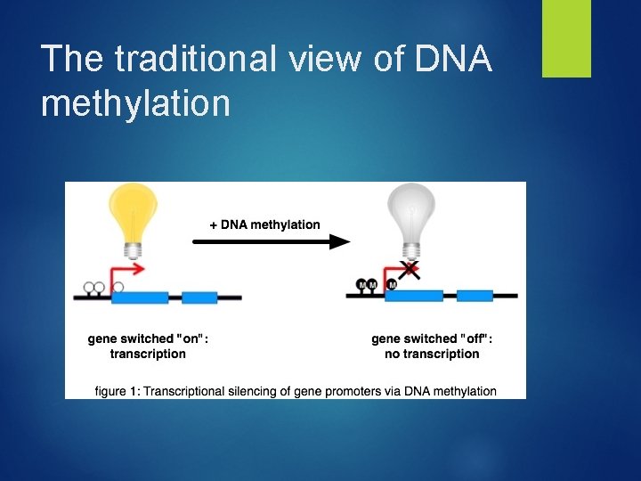 The traditional view of DNA methylation 