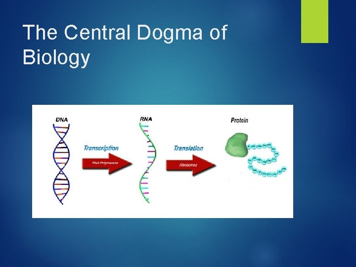 The Central Dogma of Biology 