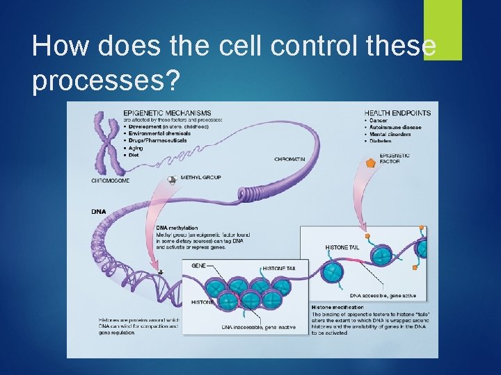 How does the cell control these processes? 