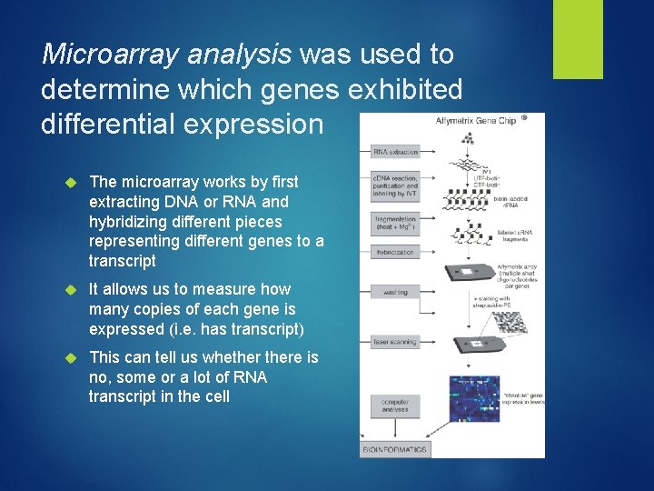 Microarray analysis was used to determine which genes exhibited differential expression The microarray works