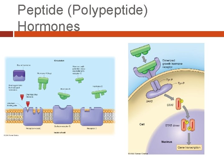 Peptide (Polypeptide) Hormones 