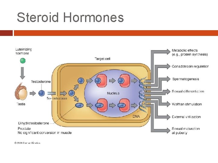 Steroid Hormones 