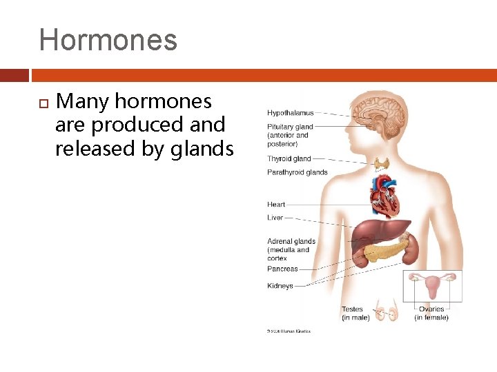 Hormones Many hormones are produced and released by glands 