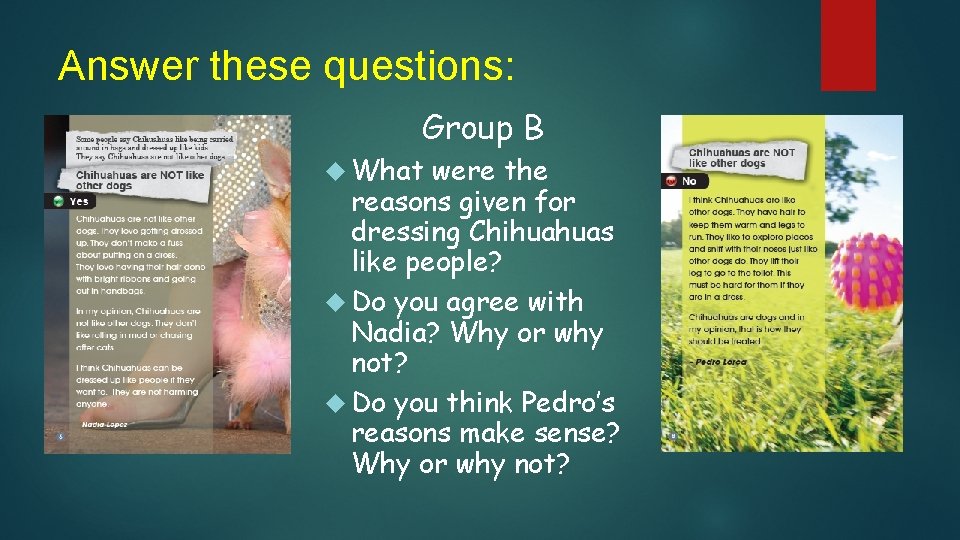 Answer these questions: Group B What were the reasons given for dressing Chihuahuas like
