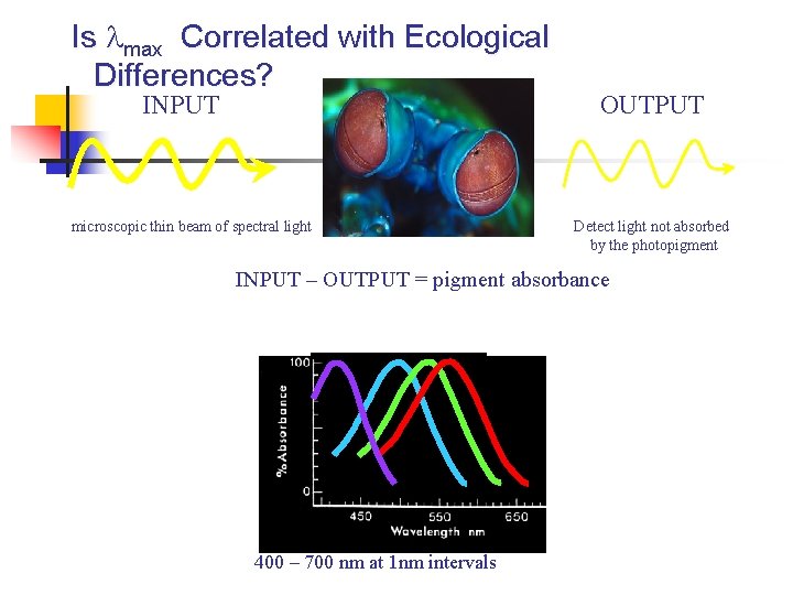 Is max Correlated with Ecological Differences? INPUT microscopic thin beam of spectral light OUTPUT