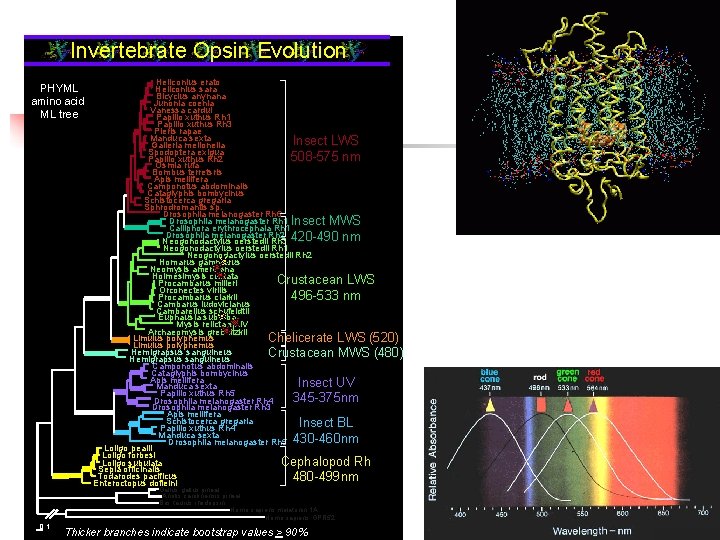 Invertebrate Opsin Evolution PHYML amino acid ML tree Heliconius erato Heliconius sara Bicyclus anynana