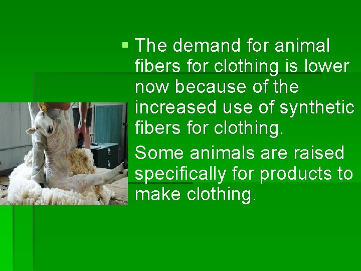 § The demand for animal fibers for clothing is lower now because of the