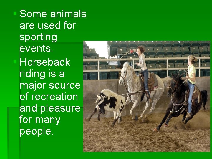§ Some animals are used for sporting events. § Horseback riding is a major