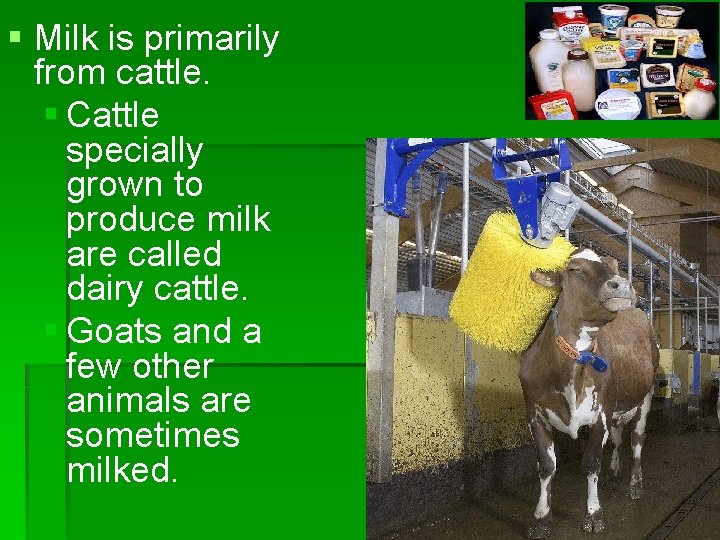 § Milk is primarily from cattle. § Cattle specially grown to produce milk are