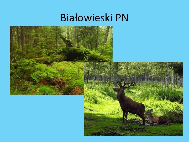 Białowieski PN 