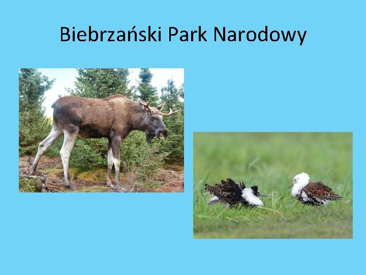 Biebrzański Park Narodowy 