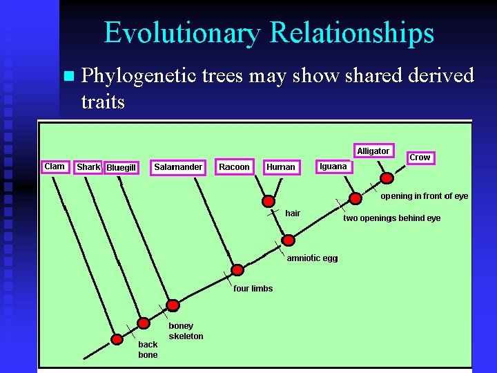 Evolutionary Relationships n Phylogenetic trees may show shared derived traits 