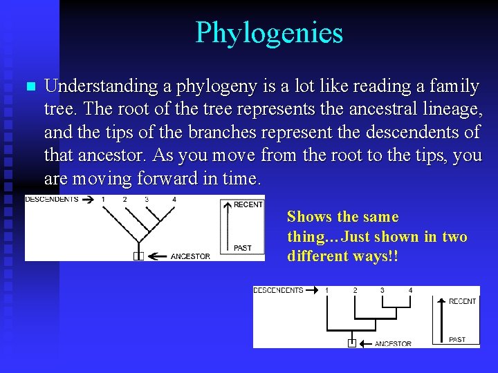 Phylogenies n Understanding a phylogeny is a lot like reading a family tree. The