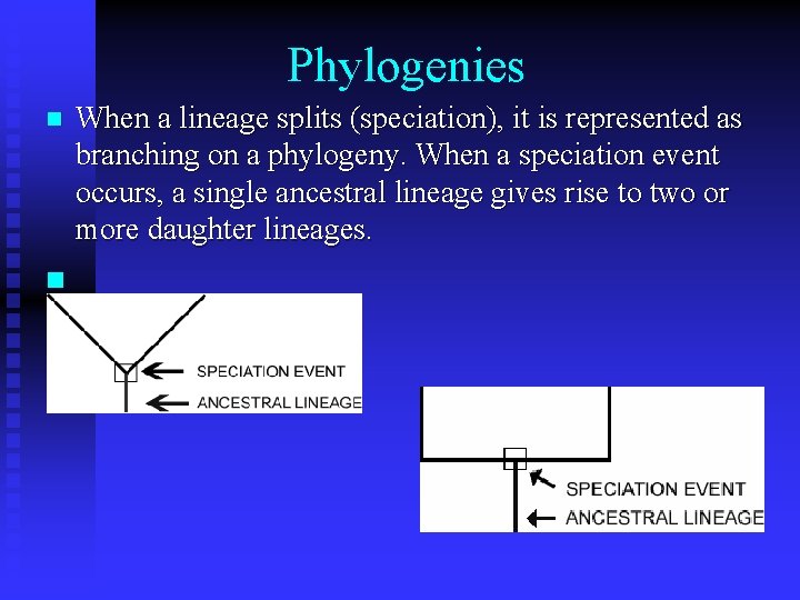 Phylogenies n When a lineage splits (speciation), it is represented as branching on a