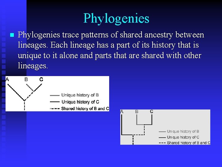 Phylogenies n Phylogenies trace patterns of shared ancestry between lineages. Each lineage has a