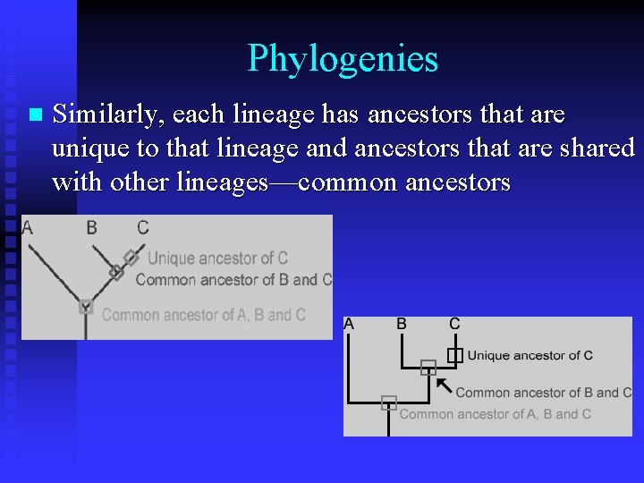 Phylogenies n Similarly, each lineage has ancestors that are unique to that lineage and