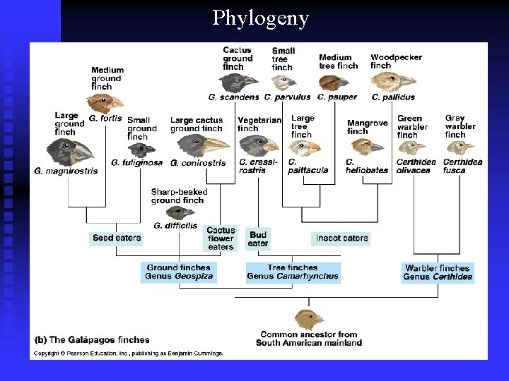 Phylogeny 