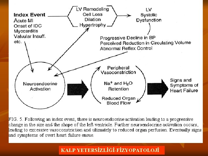 KALP YETERSİZLİĞİ-FİZYOPATOLOJİ 