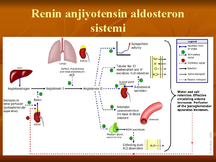 Renin anjiyotensin aldosteron sistemi 