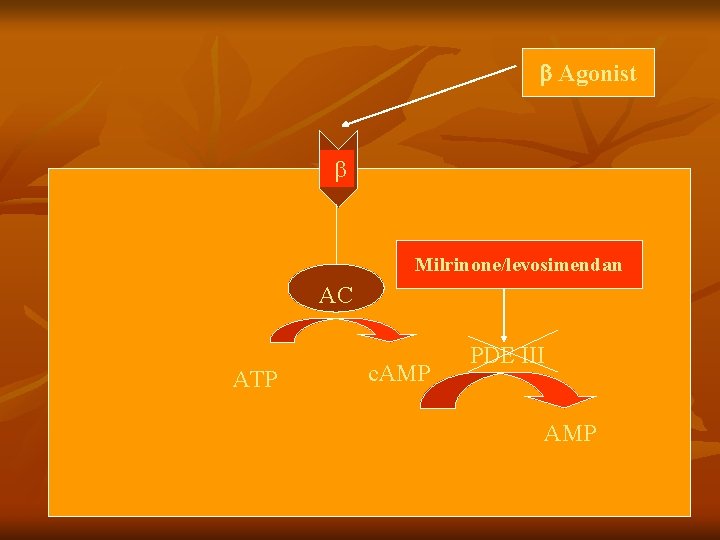  Agonist Milrinone/levosimendan AC ATP c. AMP PDE III AMP 