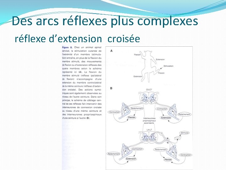 Des arcs réflexes plus complexes réflexe d’extension croisée 