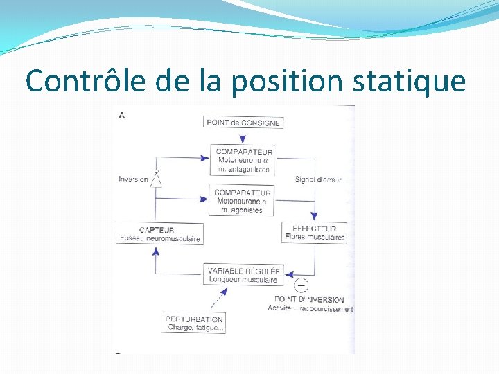 Contrôle de la position statique 