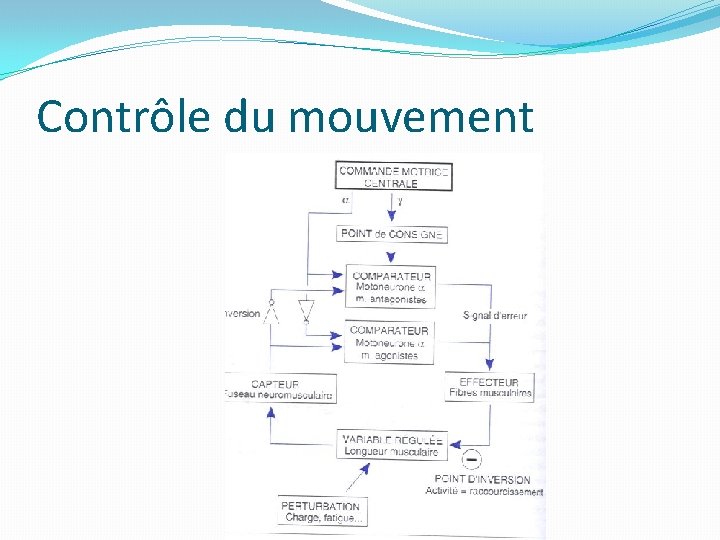 Contrôle du mouvement 