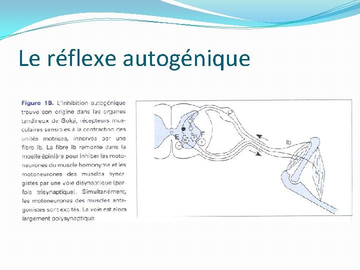 Le réflexe autogénique 