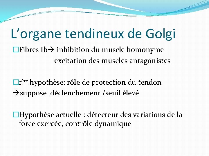 L’organe tendineux de Golgi �Fibres Ib inhibition du muscle homonyme excitation des muscles antagonistes