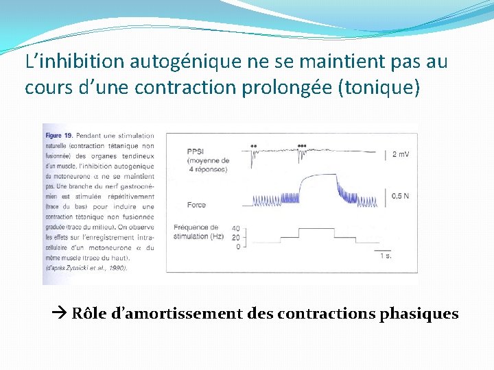 L’inhibition autogénique ne se maintient pas au cours d’une contraction prolongée (tonique) Rôle d’amortissement