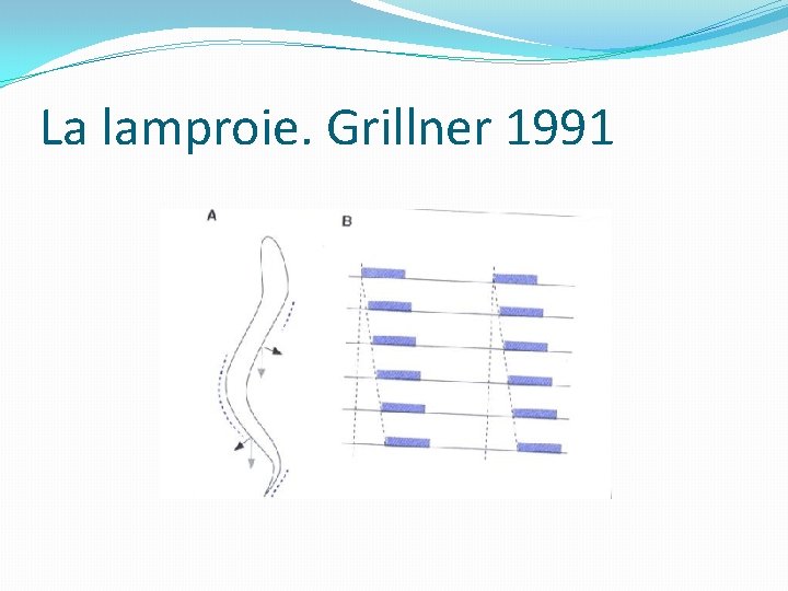 La lamproie. Grillner 1991 