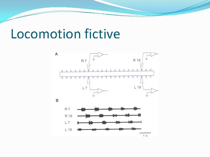 Locomotion fictive 