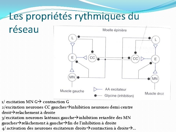 Les propriétés rythmiques du réseau 1/ excitation MN G contraction G 2/excitation neurones CC