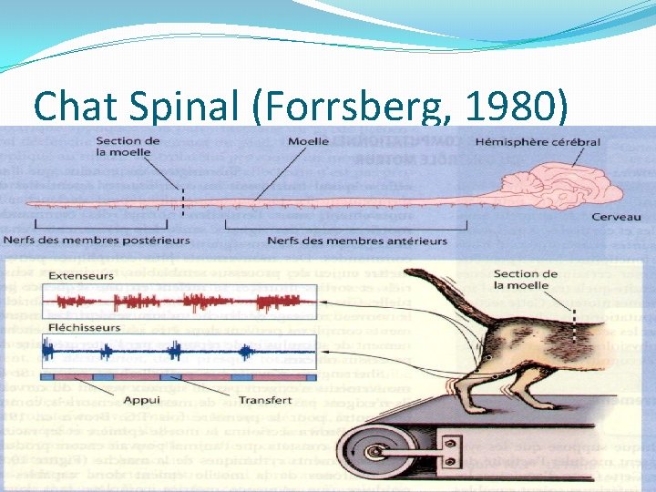 Chat Spinal (Forrsberg, 1980) 20/02/2021 