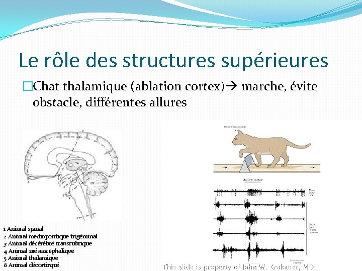 Le rôle des structures supérieures �Chat thalamique (ablation cortex) marche, évite obstacle, différentes allures